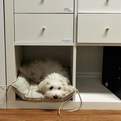 Yuki im Büro